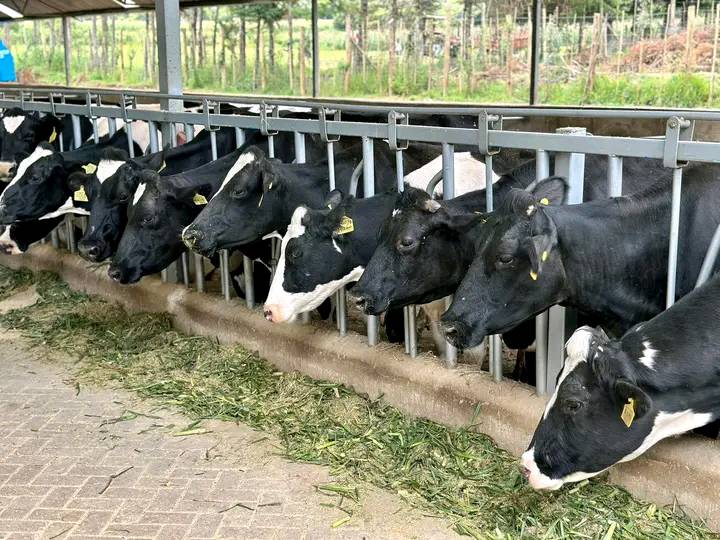Dairy unit